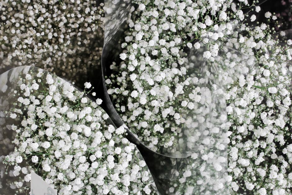 A close-up view of delicate white baby's breath flowers arranged in small bouquets, wrapped in clear plastic with black edging. The flowers feature tiny, clustered blossoms on thin, green stems, showc