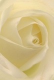 Drawn intimately into the heart of a cream-white rose, the image envelops you with serene elegance-each petal unfurling like a whispered promise along the sun-dappled paths of Leyton's High Road. The spiraling arrangement gently invites reflection: textures so delicate they could be brushed by the softest dawn, their matte finish accented by faint shadows and the subtle glow of morning. Between the layers of luminous ivory and silken cream, quiet drama arises-echoing the peaceful early hours as shops open and the community stirs. This rose, a pure and timeless symbol of reverence, grace, and new beginnings, feels like an offering sent with the deepest care-ideal for marking transitions, expressing sympathy, or celebrating a fresh chapter in life. As an experienced florist rooted in Leyton, I sense in its composition both the artistry of skilled hands and the emotions that bind our community together. If one inhales, there is the faintest suggestion of a sweet, calming fragrance-an invisible thread connecting sender and recipient across Leyton's familiar lanes. More than a flower, this rose becomes a vessel for meaning, honouring the memory of love, comfort, and hope with every petal.